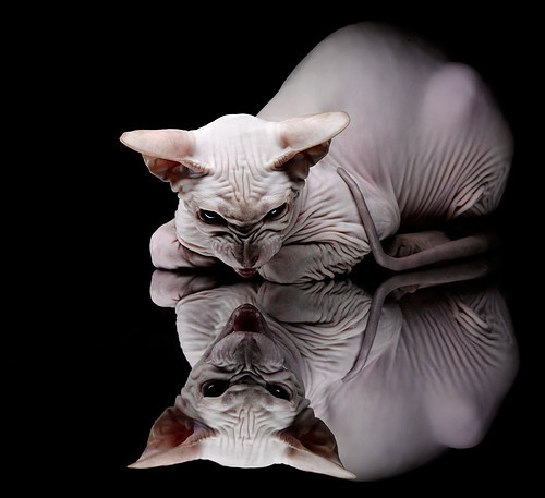 今年联盟助攻榜：你最喜欢谁的“神级助攻”？，联盟一个助攻多少钱