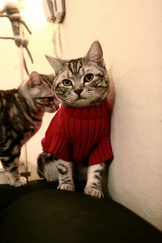 《绝地求生》赛事对直播平台的影响:内容创新与用户增长,绝地求生有比赛直播吗