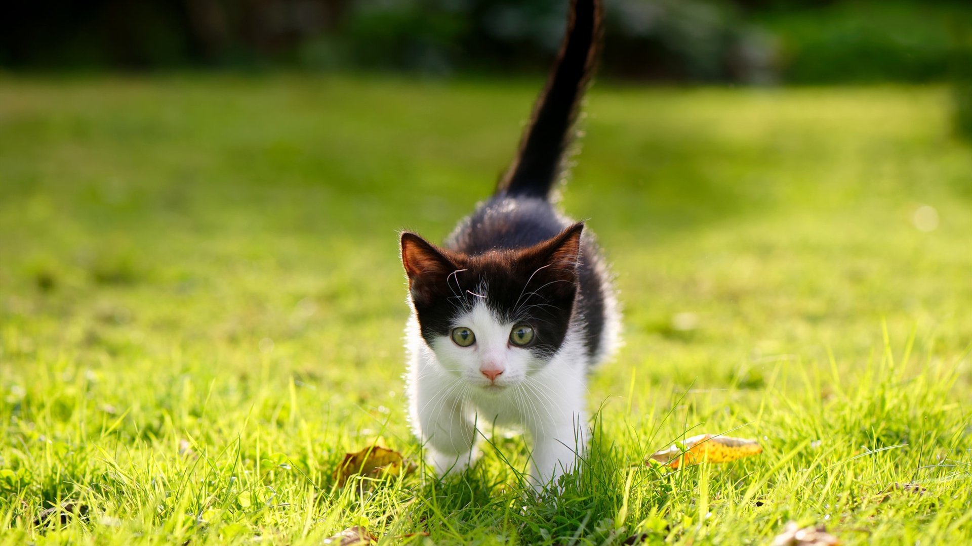 爱游戏体育在线赛事-区块链：数字化推动联盟交易的公开和安全，ⅰbc区块链